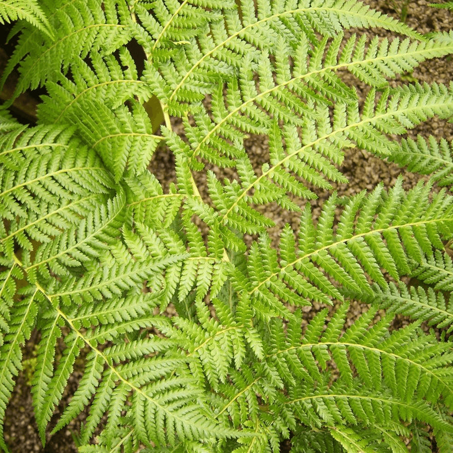Tree Fern Plant treefern2 3