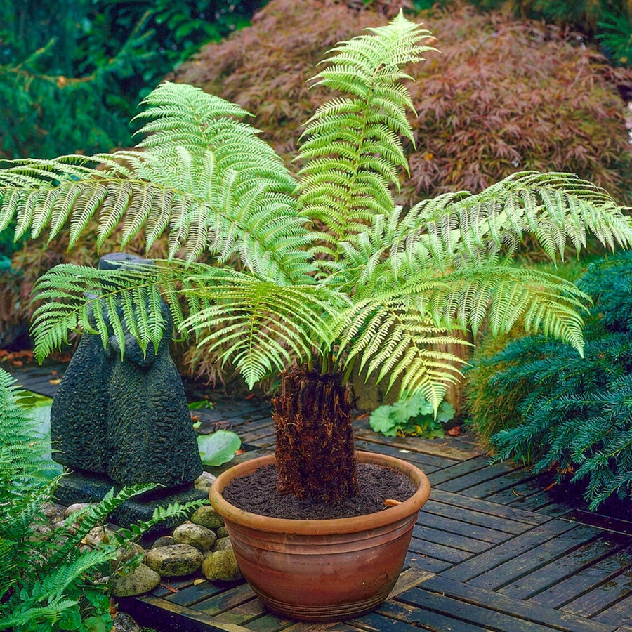 Tree Fern Plant treefern4 1