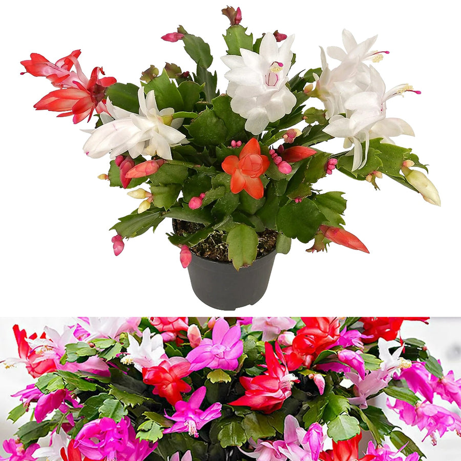 Christmas Cactus Multi Colour Christmas Cactus Tricolour image1 2
