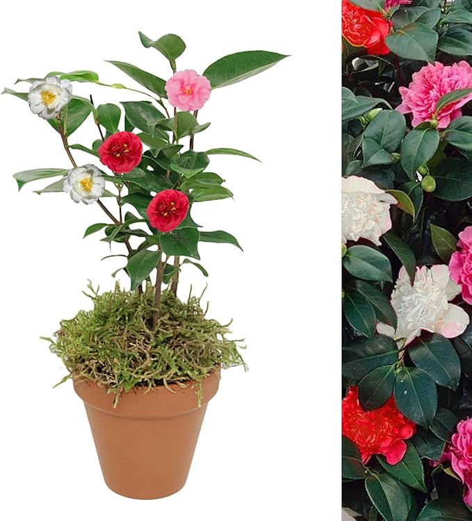 Camellia Tricolour Plant Gift in Terracotta Pot tricolour main 3