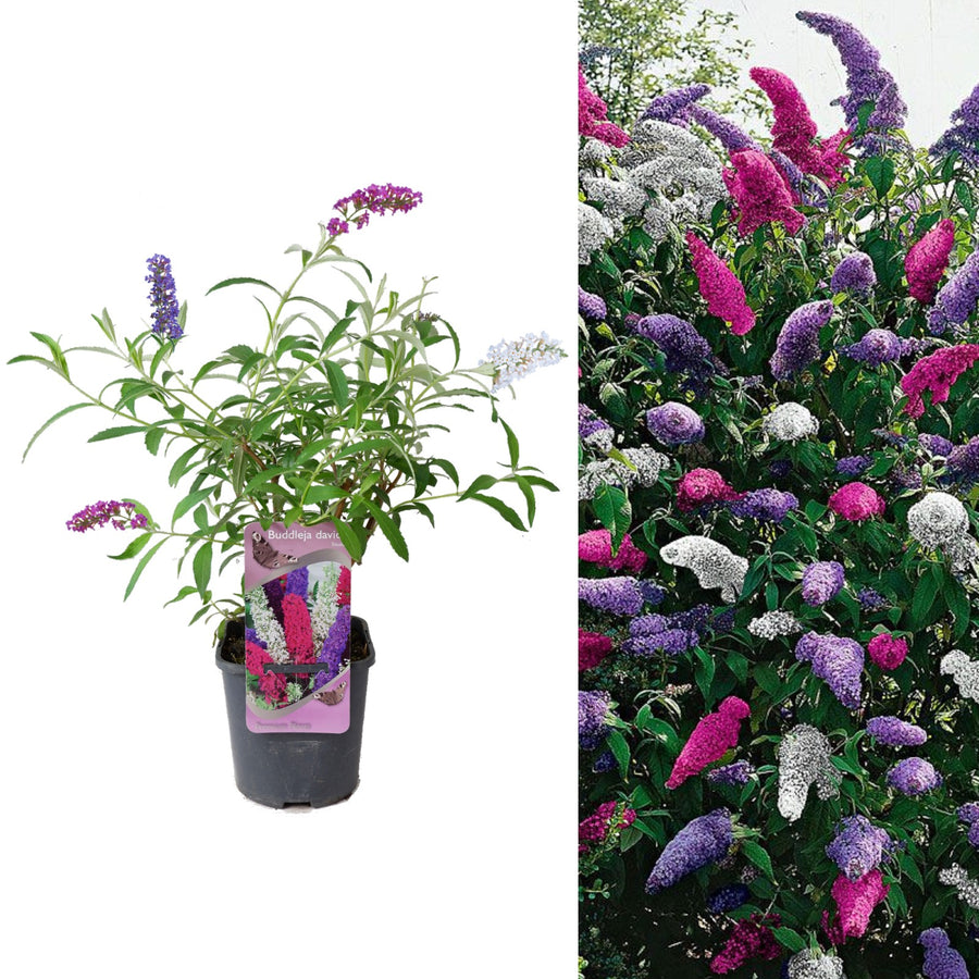 Buddleia Davidii Tricolour Butterfly Bush tricolour 3