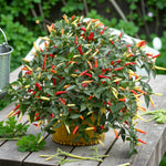 Chilli Pepper Plant  9