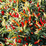 Chilli Pepper Plant  10