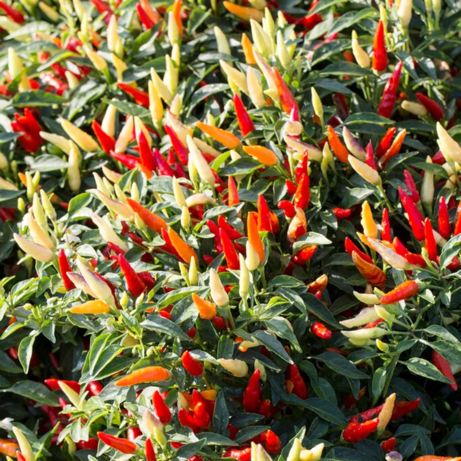 Chilli Pepper Plant  10