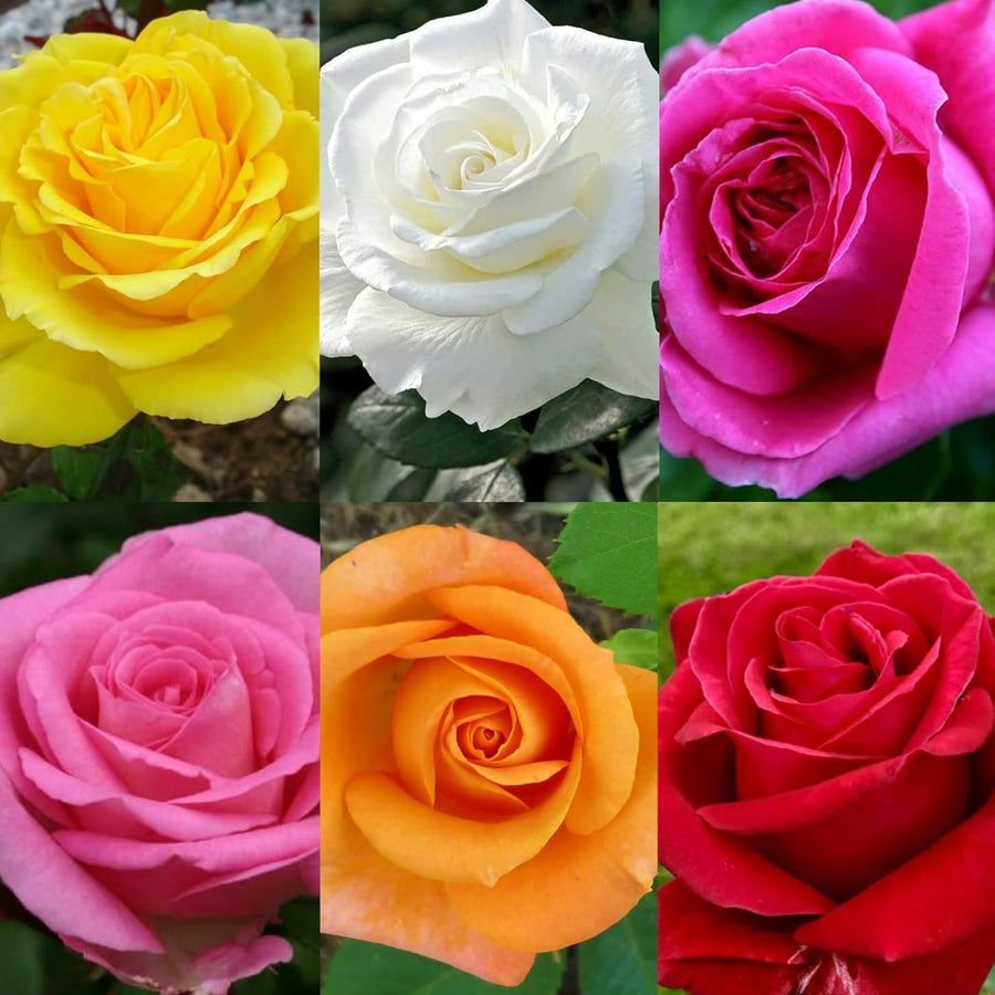 Rose Bush Climbing Trio A grid of six close-up images of roses in yellow, white, pink, orange, and red hues. 3