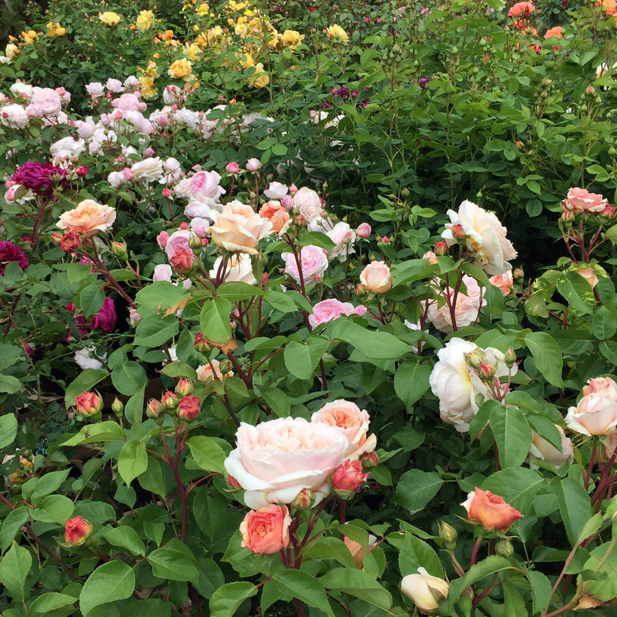 Rose Bush Climbing Trio A lush rose garden featuring roses in a variety of pastel hues, including pink, peach, yellow, and white, with some deeper red blooms visible. 5