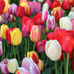 Tulip Spring Bulb Collection  1