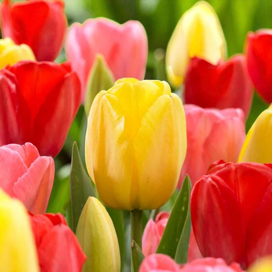 Tulip Spring Bulb Collection  3