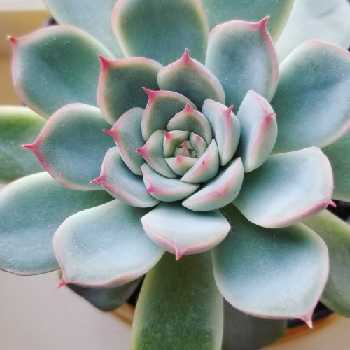 Echeveria 'Parva' tumblr_f5e6e5198df6f80cb83a8cb8f10b1af0_2e77f7b9_500 1