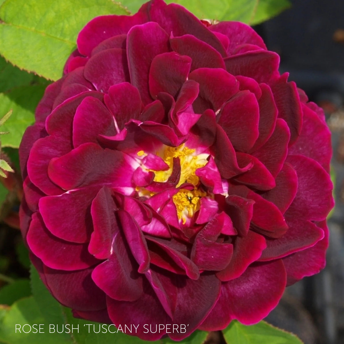 Pick Your Own Rose Garden – Carbeth Plants