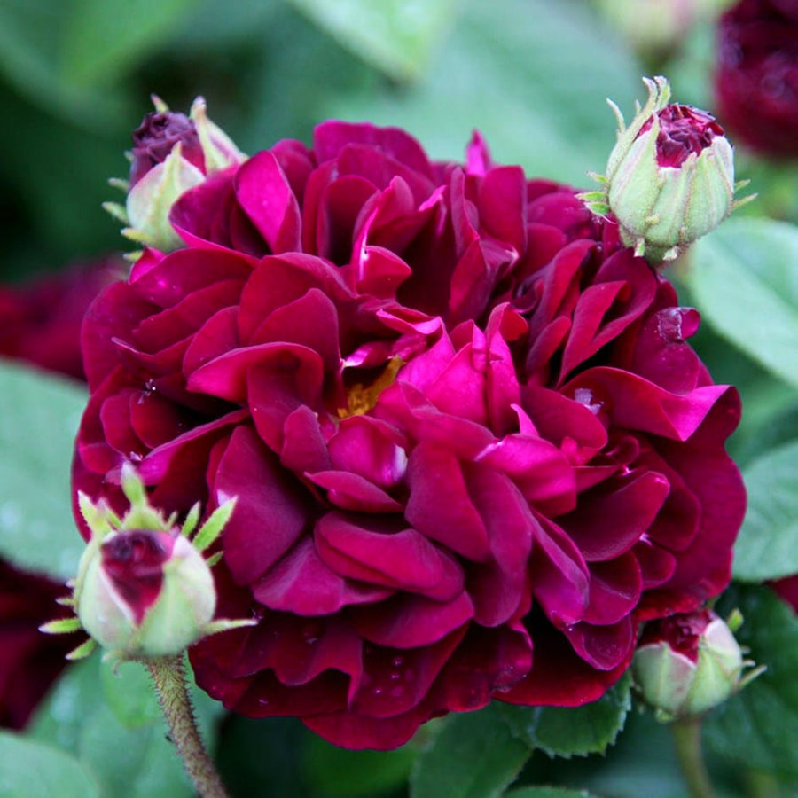 Rose Bush 'Tuscany Superb' tuscanysuperb 1