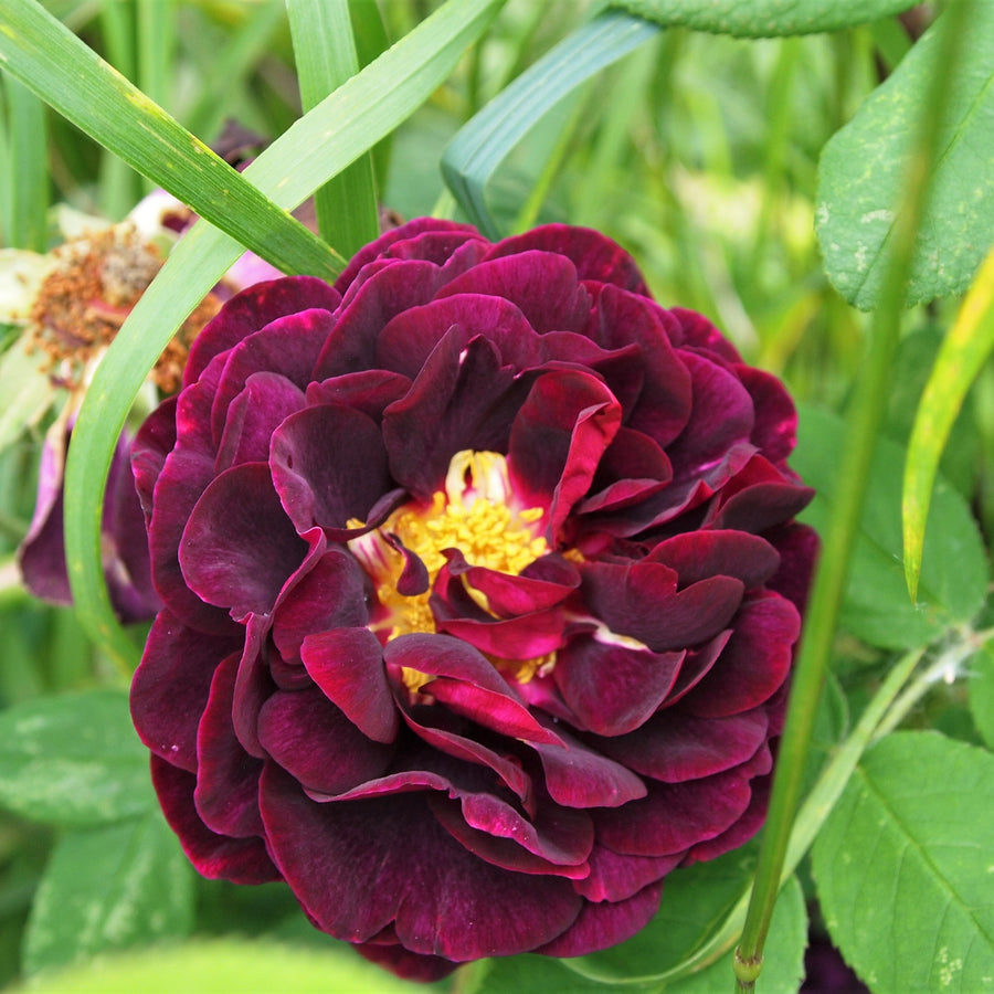 Rose Bush 'Tuscany Superb' tuscanysuperb1 2