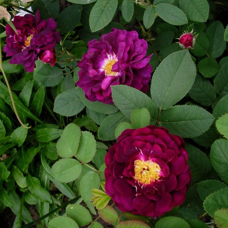 Rose Bush 'Tuscany Superb' tuscanysuperb2 3