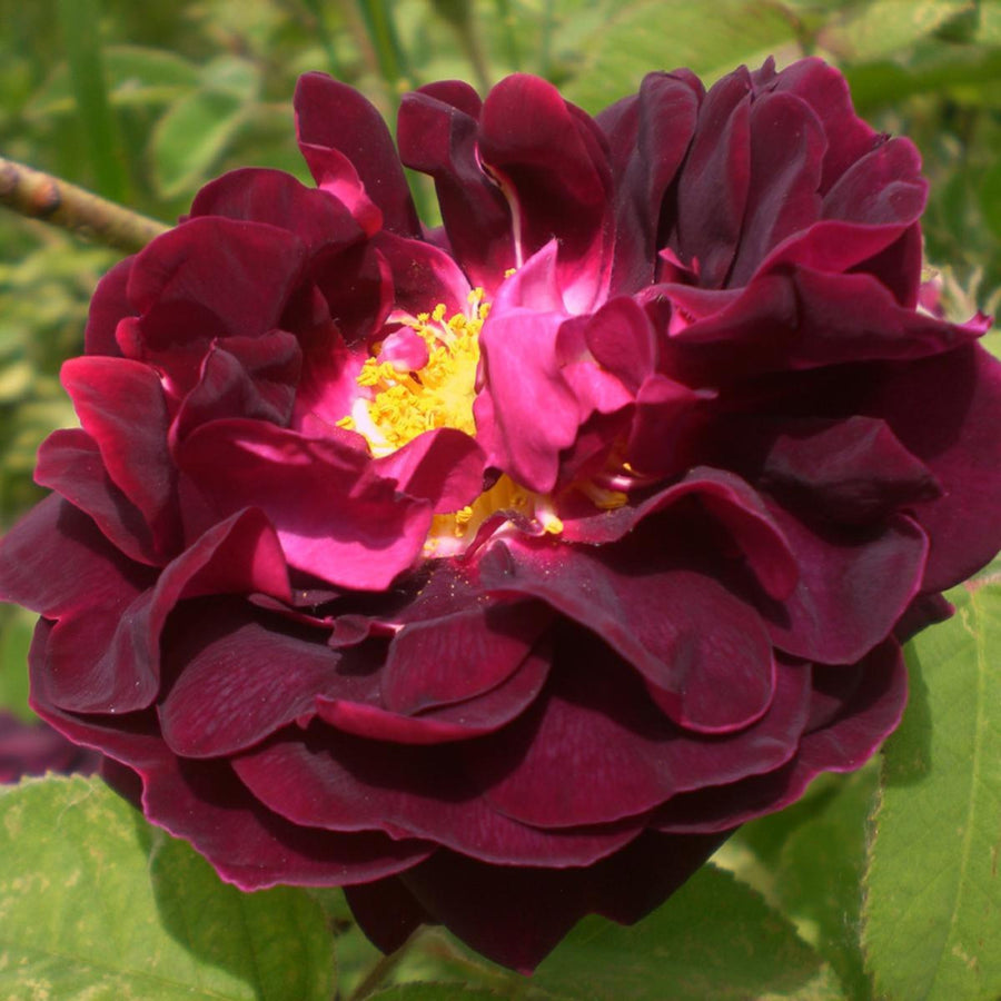 Rose Bush 'Tuscany Superb' tuscanysuperb3 4