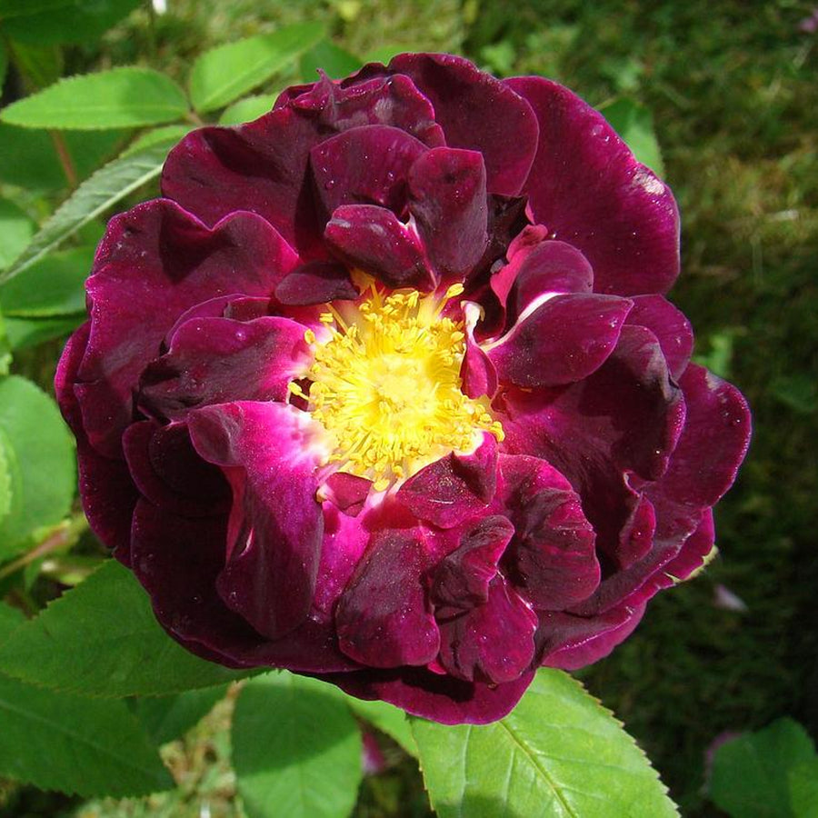 Rose Bush 'Tuscany Superb' tuscanysuperb4 5