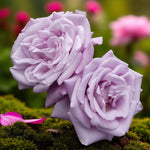 Twice on a Blue Moon Bare Root Rose  1