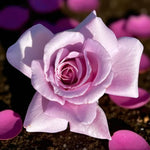Twice on a Blue Moon Bare Root Rose  3