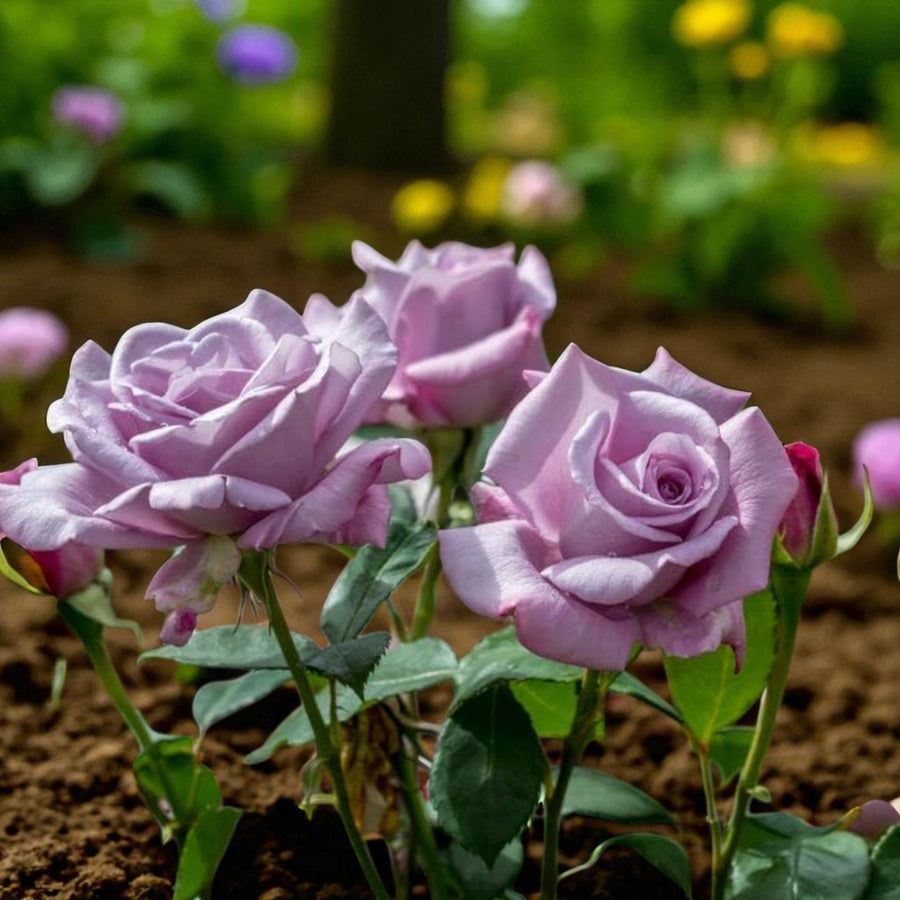 Twice on a Blue Moon Bare Root Rose  2