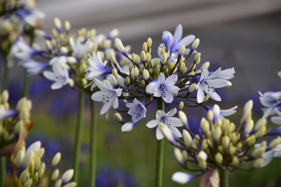 Agapanthus Twister - White Blue African Lily twister2_1 4