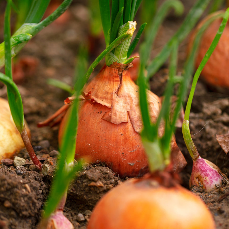 onion sets