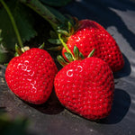 Strawberry Plants - Mix Bare Root  4