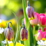 Fritillaria Uva Vulpis Spring Bulbs A close up of of vibrant yellow and brown uva vulpis flowers blooming together in a natural setting. 2
