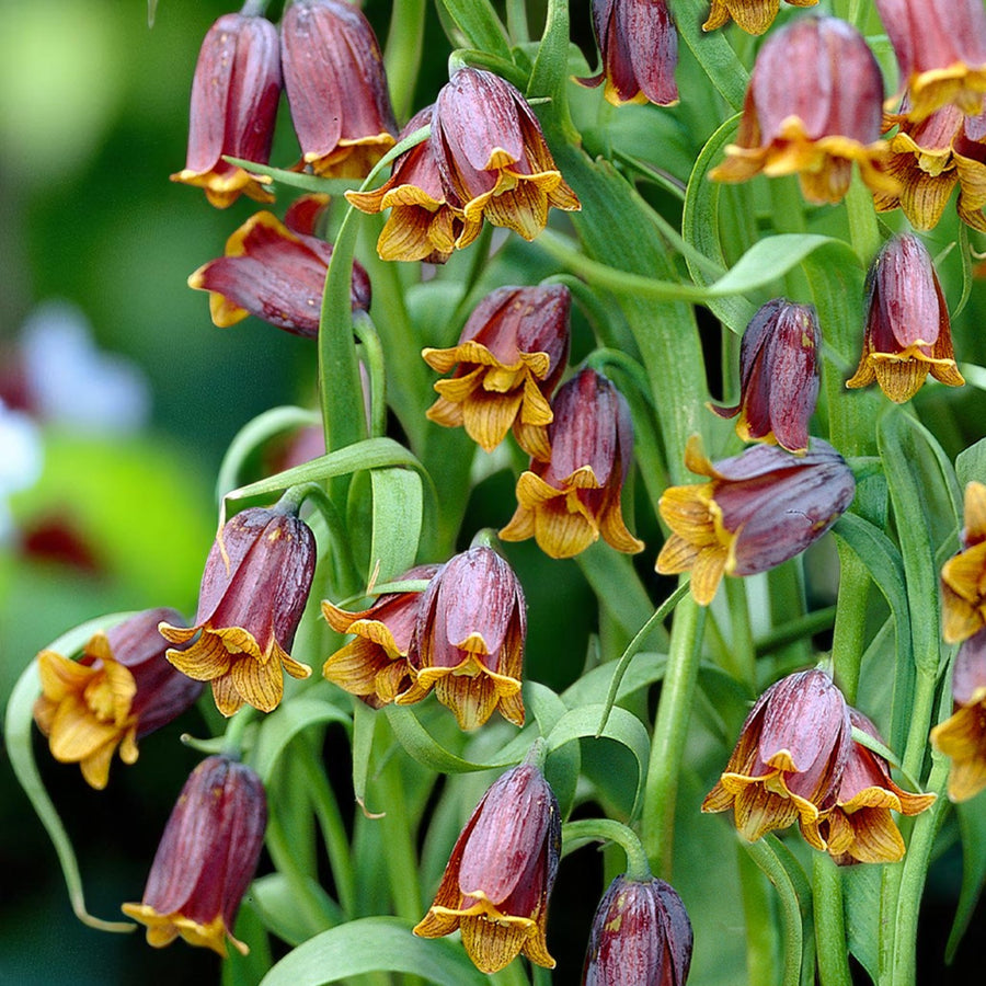 Fritillaria Uva Vulpis Spring Bulbs A cluster of vibrant yellow and brown uva vulpis flowers blooming together in a natural setting. 3