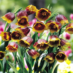 Fritillaria Uva Vulpis Spring Bulbs A cluster of vibrant yellow and brown uva vulpis flowers blooming together in a natural setting. 1