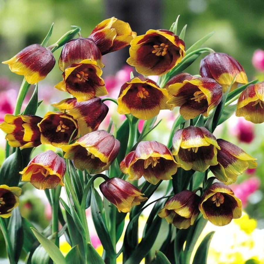 Fritillaria Uva Vulpis Spring Bulbs A cluster of vibrant yellow and brown uva vulpis flowers blooming together in a natural setting. 1