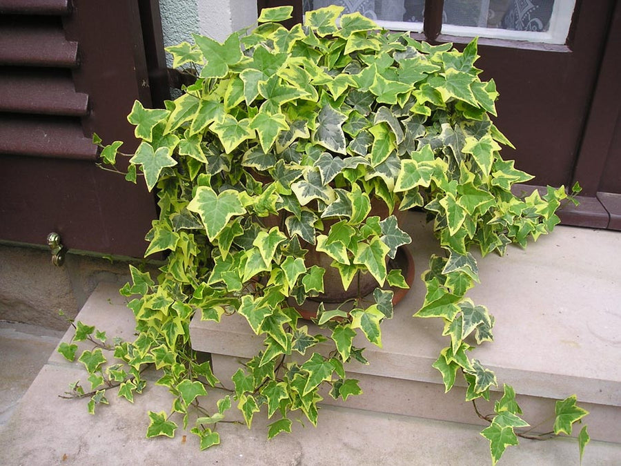 Large Yellow Variegated Hedera Helix Plant variegated-ivy-plant-2 1