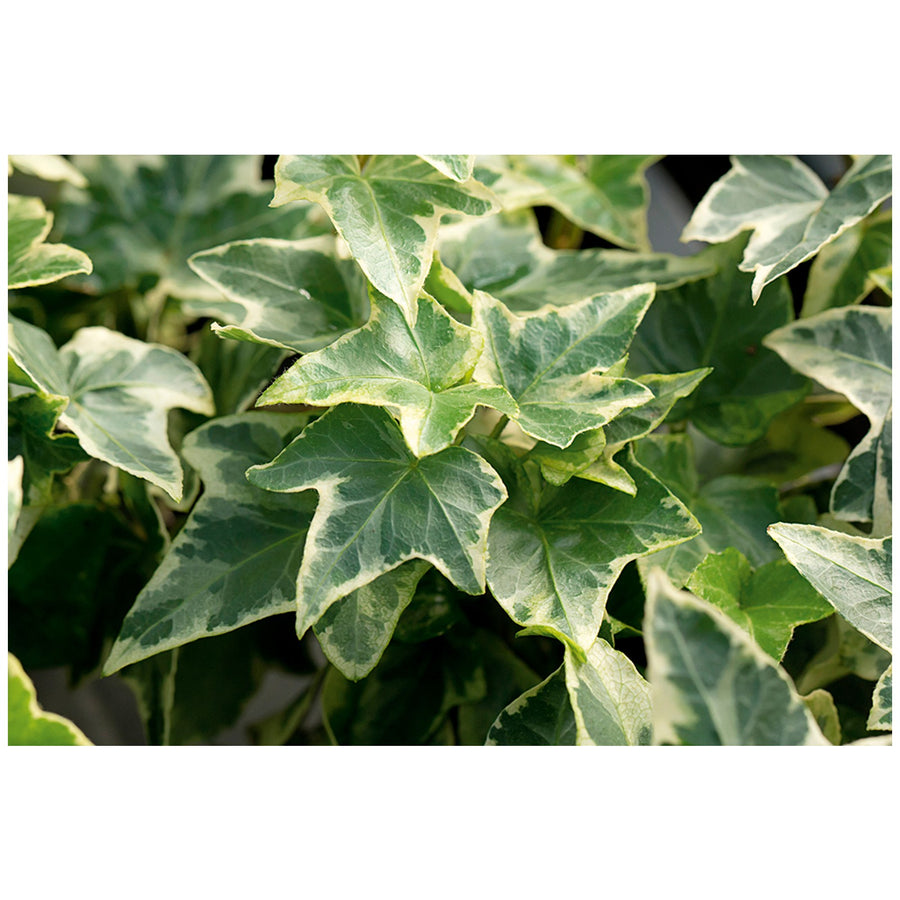 Large White and Yellow Variegated Hedera Helix Plants variegated-ivy-winter-white-containers 1