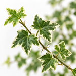 Variegated Hedera Helix  4