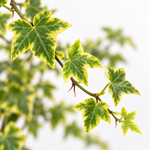 Variegated Hedera Helix  3
