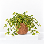 Variegated Hedera Helix  1