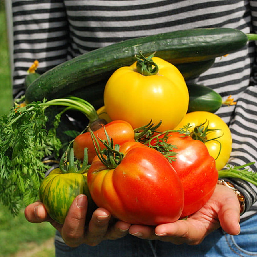 Growth Technology - Organic Tomato Focus - 1L Growth Technology - Organic Tomato Focus - 1L image2 2