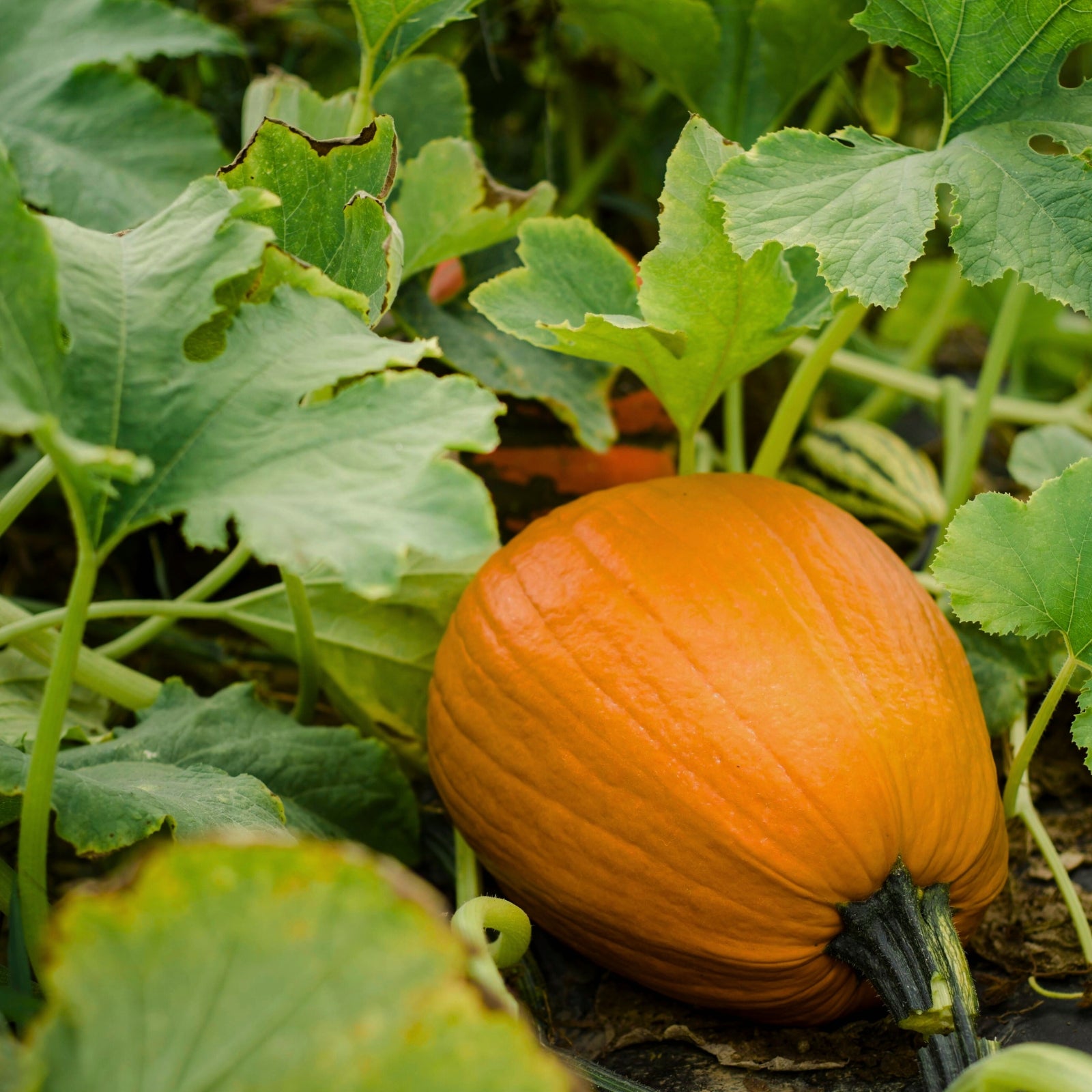 start your veg patch