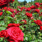 Velvet Fragrance Bare Root Rose  2