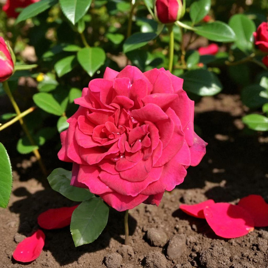 Velvet Fragrance Bare Root Rose  3