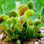 Venus Fly Trap Indoor Plants  4