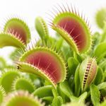 Venus Fly Trap  3
