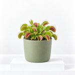 Venus Fly Trap  1