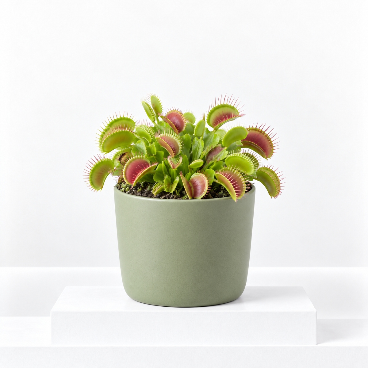 Venus Fly Trap