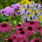 Verbena, Eryngium & Echinacea Bare Root Mix  1