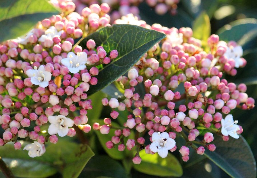Viburnum Tinus - 'Purpureum' Viburnum Tinus - 'Purpureum' image4 4