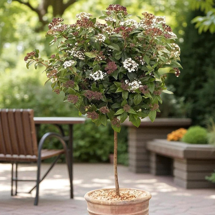 Viburnum Tinus Eve Price Patio Tree in 7L Pot  1