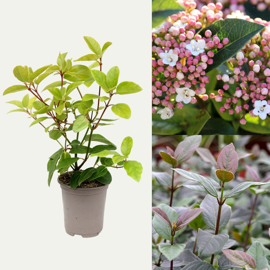 Viburnum Tinus - 'Purpureum' Viburnum Tinus - 'Purpureum' image1 1