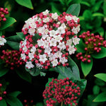 Viburnum Tinus - 'Lisa Rose'  1