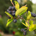 Black Chokeberry Viking  1