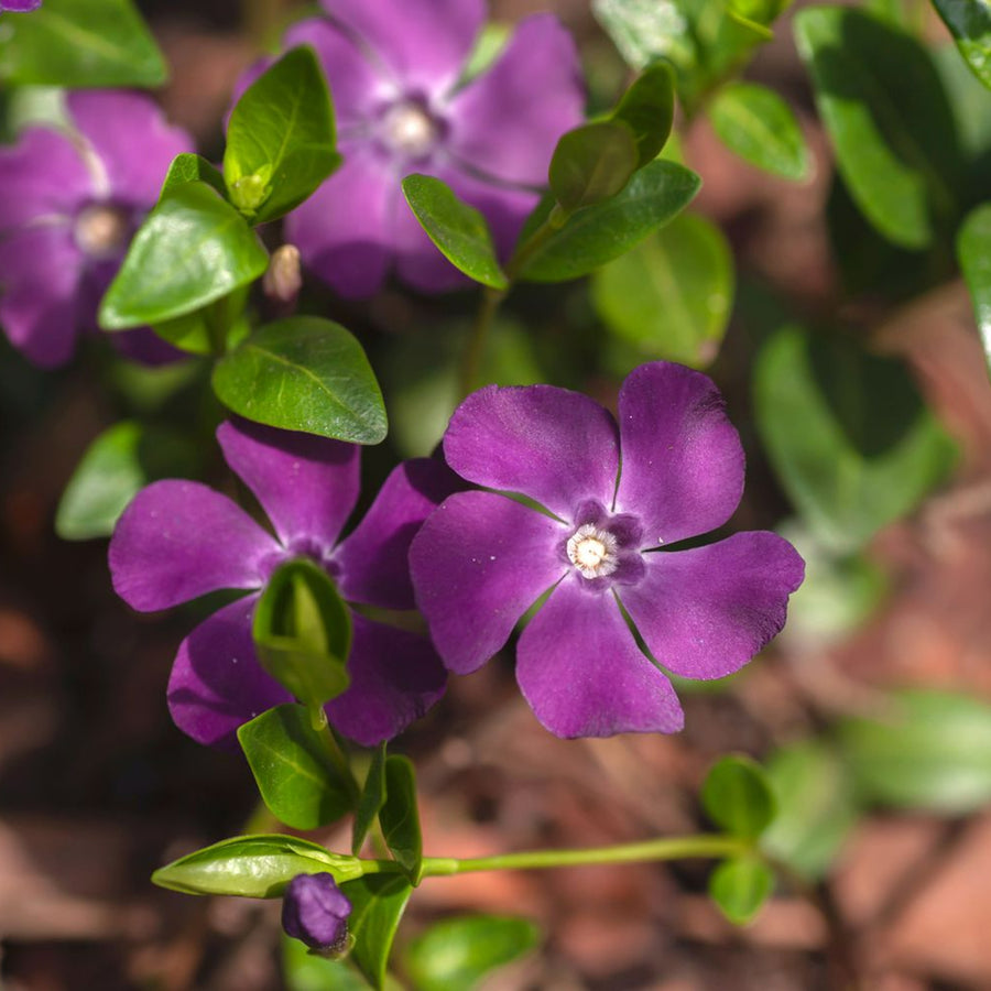 Hardy Evergreen Vinca Minor Tricolour Vinca Minor Trio image4 4