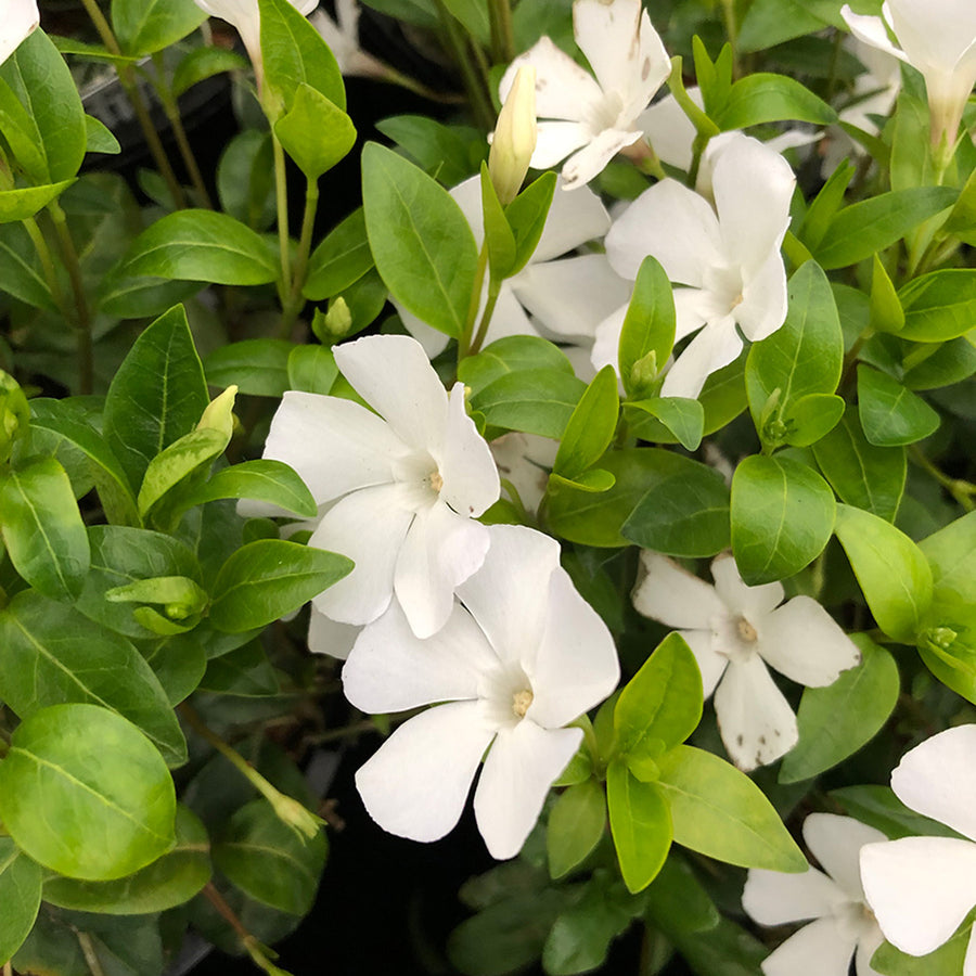 Hardy Evergreen Vinca Minor Tricolour Vinca Minor Trio image3 3